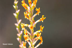 Image result for Hebenstretia angolensis