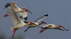 Image result for Ibis White 2008 SR4