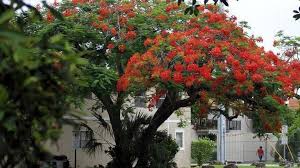 Fruit is a fleshy drupe, 1/2 inch or less, deep red to black. Key West Named The Royal Poinciana The Official Tree Of The City Citing Its Beauty Miami Herald