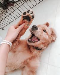 Urban K9 by Ethan Loke 🇸🇬