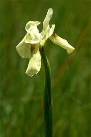 Image result for Moraea spathulata