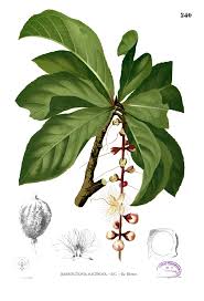 Image result for Scytopetalum pierreanum