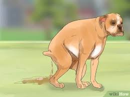 Symptoms of bone cancer are pain, swelling and sometimes bone breakage. How To Treat Lymphoma In Boxers With Pictures Wikihow