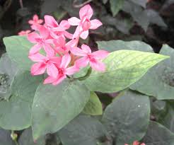 Image result for Ruspolia seticalyx