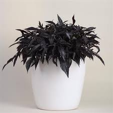 Image result for Ipomoea batatas pots