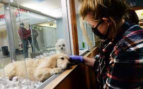 We did not find results for: Pet Store Selling Puppies Is Last In Minnesota Inforum