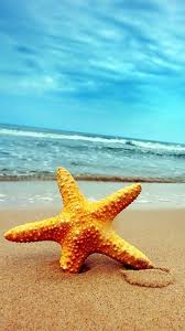 Seestern Strand Wallpaper Landschaftsbilder Strandideen
