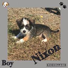Adopt Nixon On Petfinder Love Pet Terrier Mix Dogs Dog Breeds