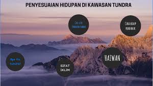 • kuzey kutup dairesi çevresi ile güney amerika'da 50° enlemleri civarında görülen ve kutup altı iklimi olarak da isimlendirilen iklim tipidir. Tundra By Nurul Anisa