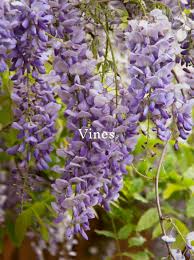 Huldine can be grown through trees and will reach heights of around 15 feet. Specialty Plant Nursery Peconic River Herb Farm