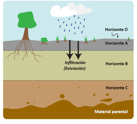 El perfil del suelo y sus horizontes | CK-12 Foundation