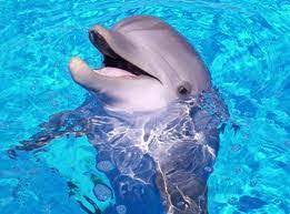 Feb 14, 2019 · questions and answers. Free Interactive Dolphins Quiz Fun Science Quiz For Kids