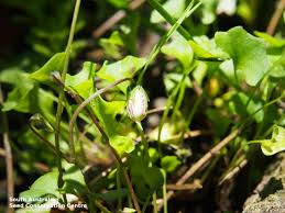 Image result for Viola eminii