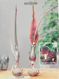 Image result for Sauromatum venosum