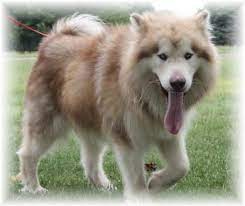 Alaskan malamute puppies for sale in pa. Giant Malamute Rare Red White Puppies For Sale Ok Tx Pa Nj Co Oh Tn Mo Malamute Giant Malamute Puppies
