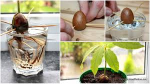 Learn How To Grow An Avocado Houseplant From An Avocado Seed Growing An Avocado Tree Avocado Tree Grow Avocado