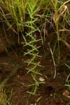 Image result for Nesaea passerinoides