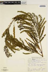 Image result for Entada abyssinica