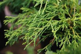 It can get winter burn in cold climates. Dwarf Gold Mop Cypress Info Care Guide All Growing Tips