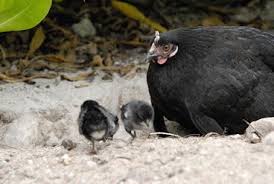 Birds Of A Feather Ac Odyssey Location A North American Family The Ecologies Of Translation Springerlink