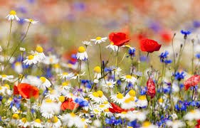 The Meaning Of Flowers Cultural Traditions In Giving Flowers Living Language