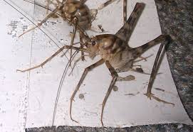 Camel crickets are widespread in the united states and often move inside dwellings during hot, dry weather and have been observed feeding on clothes and lace curtains. Camel Crickets Infest Basement In New York What S That Bug