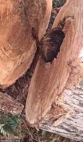 They are typically found outdoors in chersonese, hallowed marsh and enmerkar forest. Freedomroo Man Narrowly Avoids Chopping Up A Possum Who Was Hiding Inside A Tree Australiannewsreview