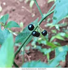 Image result for Solanum richardii