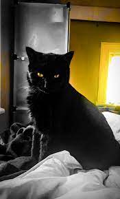 Banco De Imagens Totoro Cores Amarelo Sombrio Negro Gato Preto Pequenos A Medios Gatos Felideo Bigodes Bombay Carnivoro Olho Britanico Shorthair Asiatico Gato De Cabelos Curtos Domestico Focinho Chartreux Rabo Janela