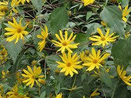 From wikimedia commons, the free media repository. Fiori Gialli Lista