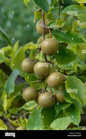 Image result for Pyrus pyrifolia