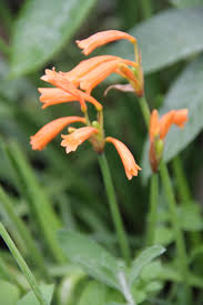 Image result for Cyrtanthus galpinii