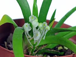 Image result for Podangis