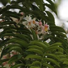 Image result for Cassia agnes