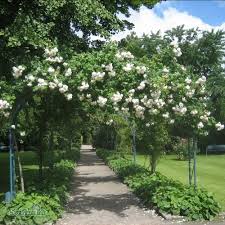 Image result for Grona setigera