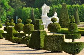 versailles design d amenagement paysager jardin de topiaires jardin de buis