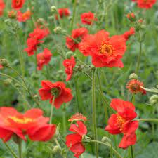 What's the best way to grow geum mrs bradshaw? Geum Mrs J Bradshaw Dorset Perennials