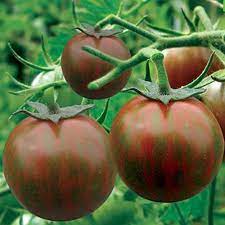 This is a natural and stabilized cross between a black tomato and green zebra. Tomato Black Zebra