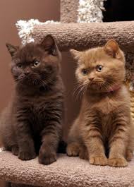 Cooper Daisy British Shorthair Kittens 10 Weeks Old British Shorthair Kittens Kittens Kittens Cutest