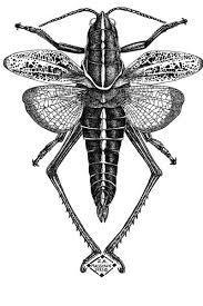 Black And White Insect Drawings 