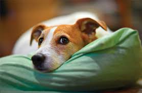 Maybe you would like to learn more about one of these? Obedience Training Grandview Animal Care Center Cheektowaga New York