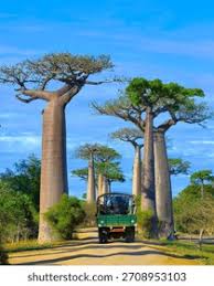 Image result for Grandidiera