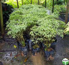 Image result for Tabernaemontana inconspicua