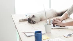Kedi Ihtiyaclari Nelerdir Petburada Com