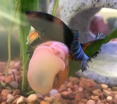 Bumblebee betta, sparking gourami, neo shrimp, and two neon blue goby. Banana Boy My Bumblebee Betta Decided To Make His New Friend Into A Bed Plantain The Snail Was Not Amused Bettafish