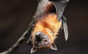La enfermedad por el virus del ebola (eve) es un enfermedad grave, a menudo mortal en el ser humano. 0pjbuct10a4jwm