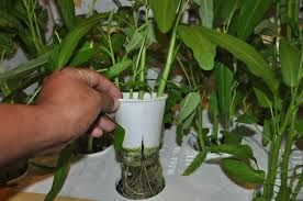 We did not find results for: Snap Hydroponics Evolved Hydroponics Hydroponic Gardening Plants