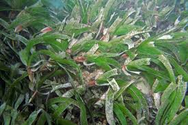 Image result for Thalassodendron ciliatum