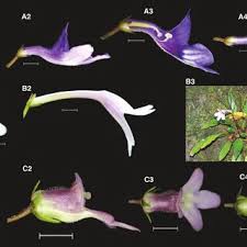 Image result for Streptocarpus myoporoides