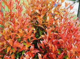 Maybe you would like to learn more about one of these? 9 Manfaat Pucuk Merah Tanaman Cantik Yang Bisa Menahan Longsor